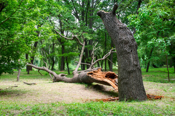 Tree and Shrub Care in Rosendale, WI
